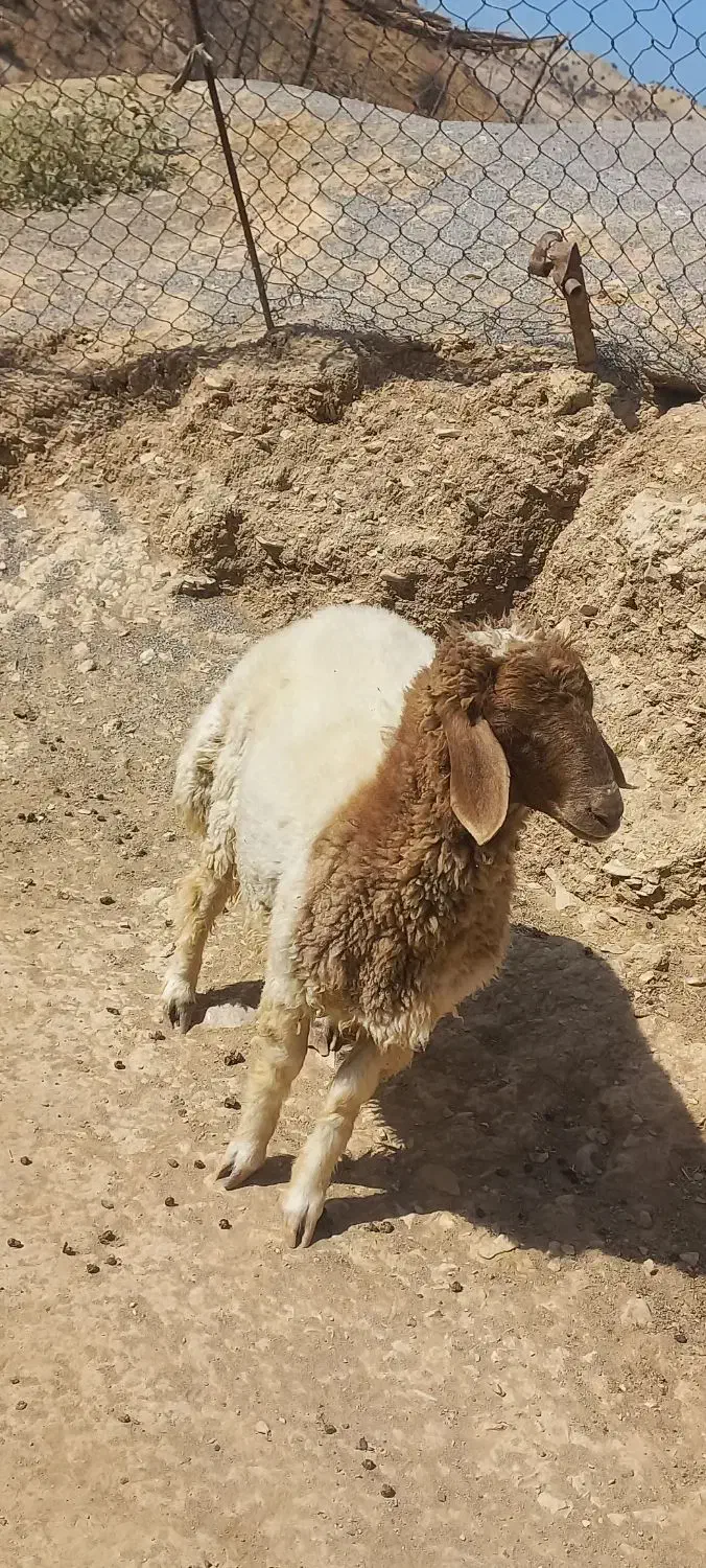 برهنر|حیوانات مزرعه|سیوان, |دیوار