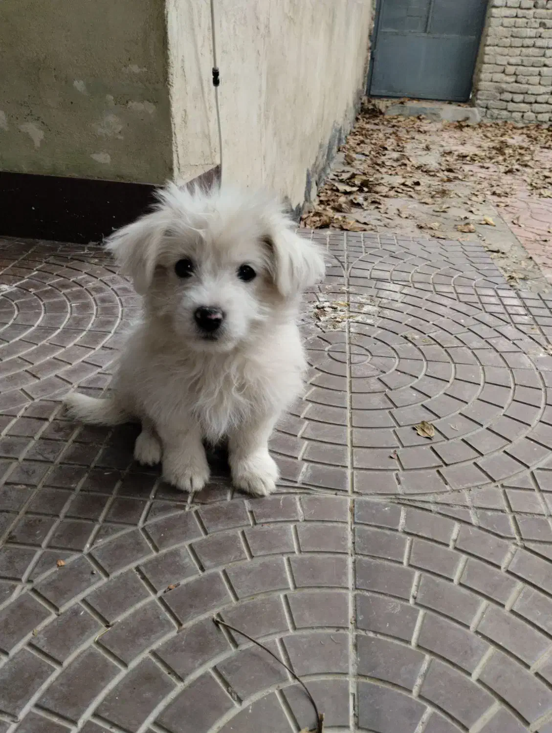 فروش سگ|سگ|گلبهار, شهر جدید گلبهار|دیوار