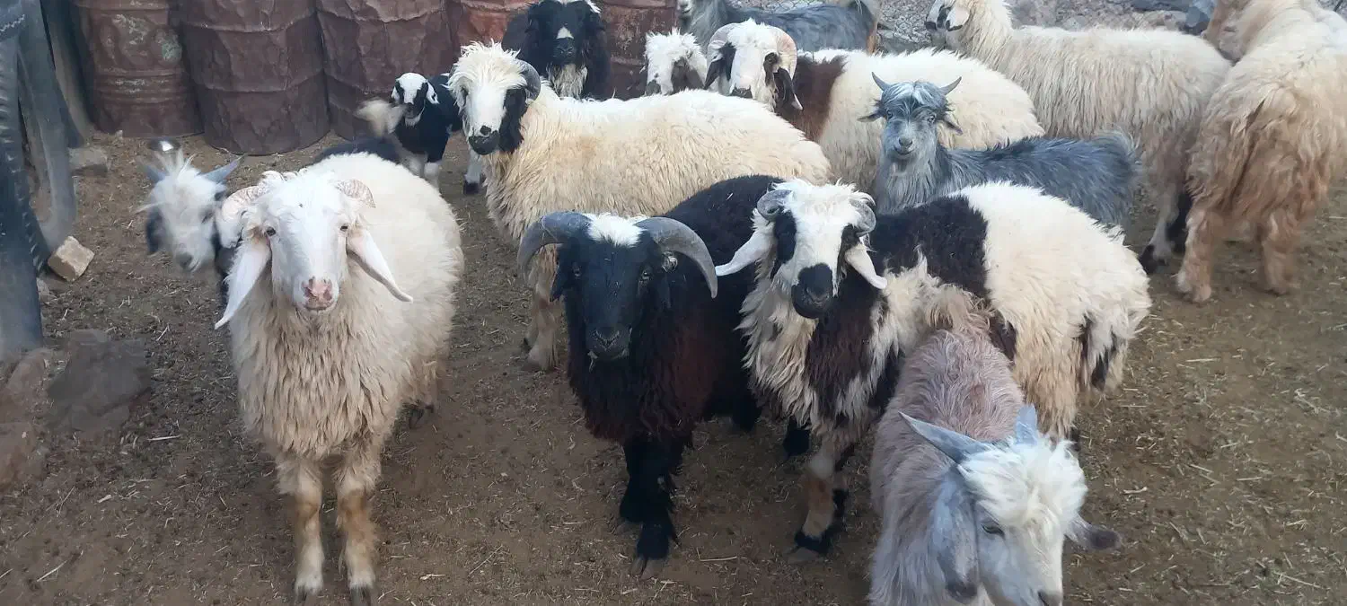 تعدادی کهره نر و بره نر چاق|حیوانات مزرعه|مرودشت, الماس آباد|دیوار