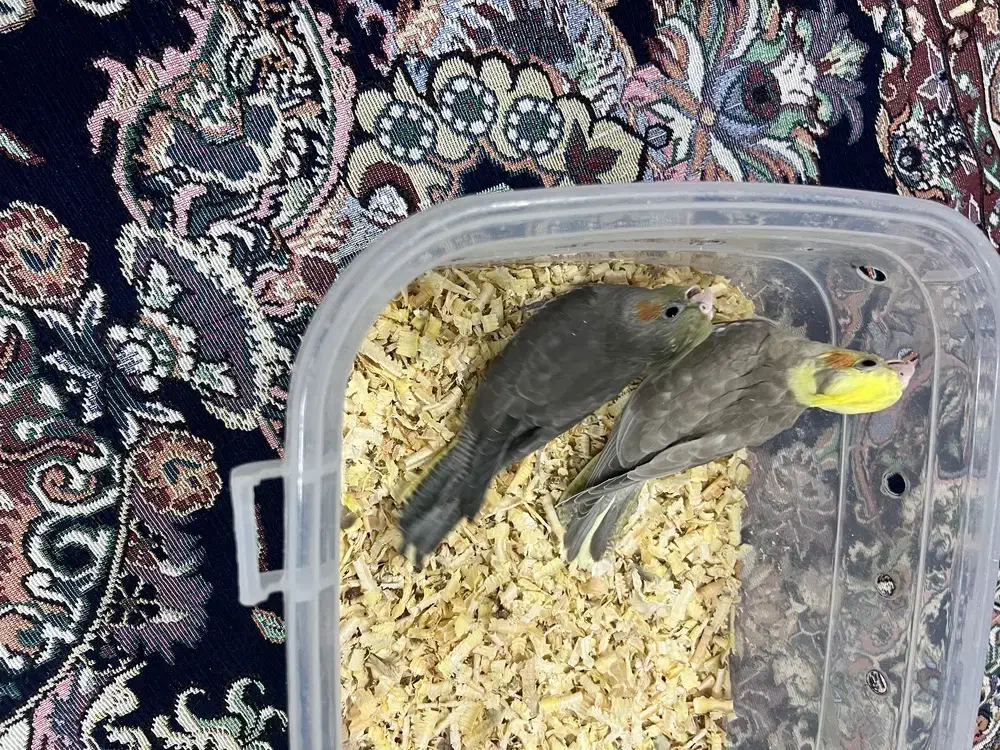 عروس هلندی|پرنده|رشت, شهریاران|دیوار