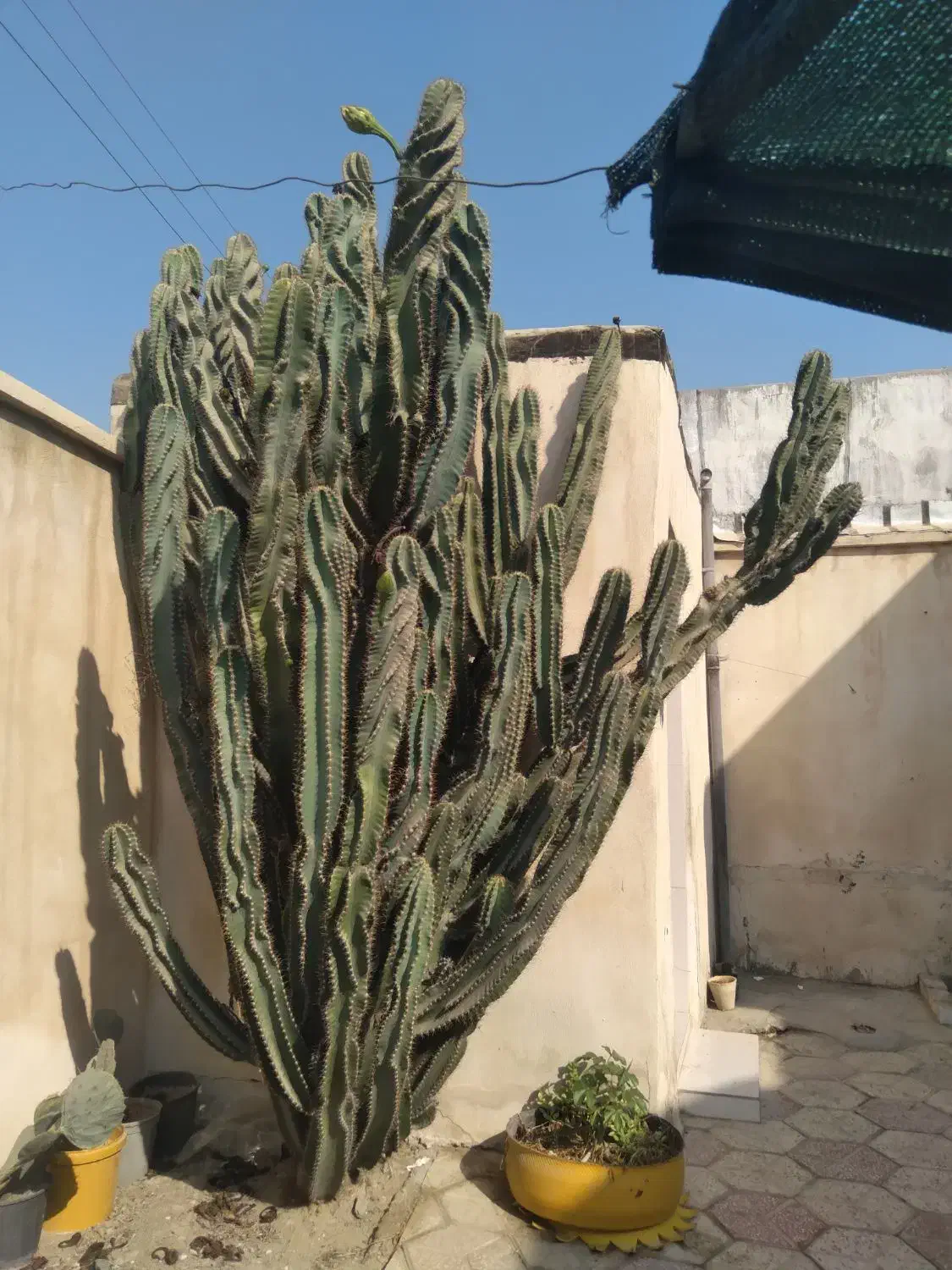 کاکتوس برگ ناودونی|گل و گیاه طبیعی|بوشهر, |دیوار