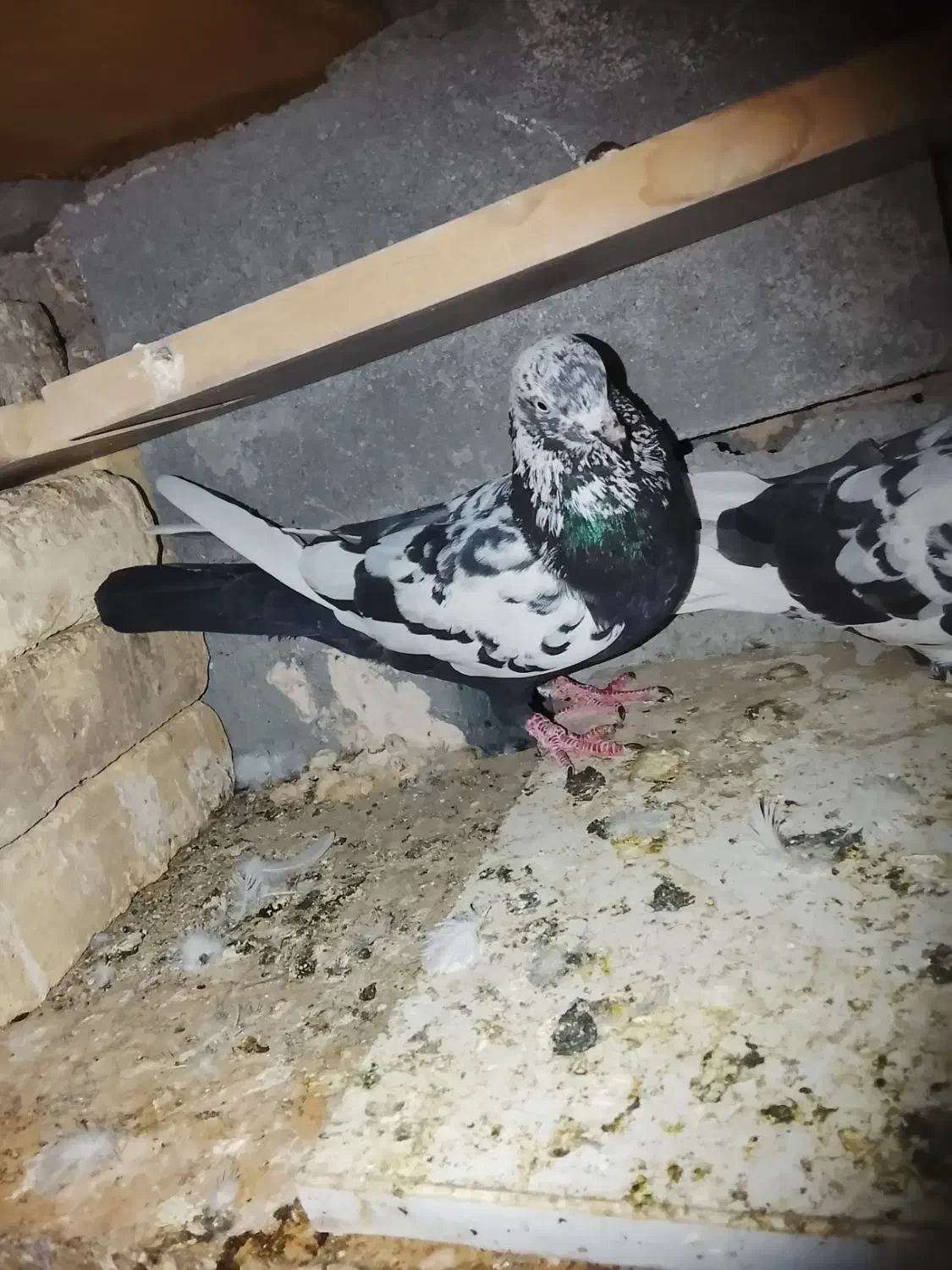 کبوتر|پرنده|میناب, |دیوار