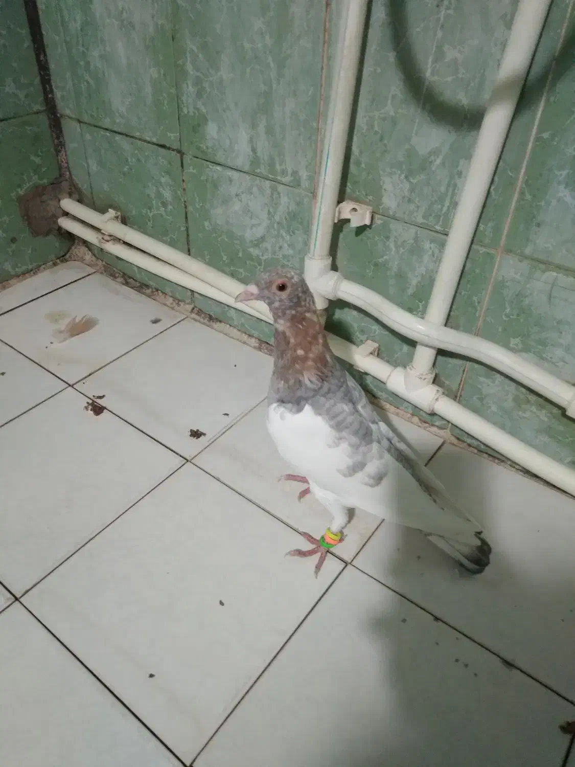 کبوتر|پرنده|ماهدشت, |دیوار