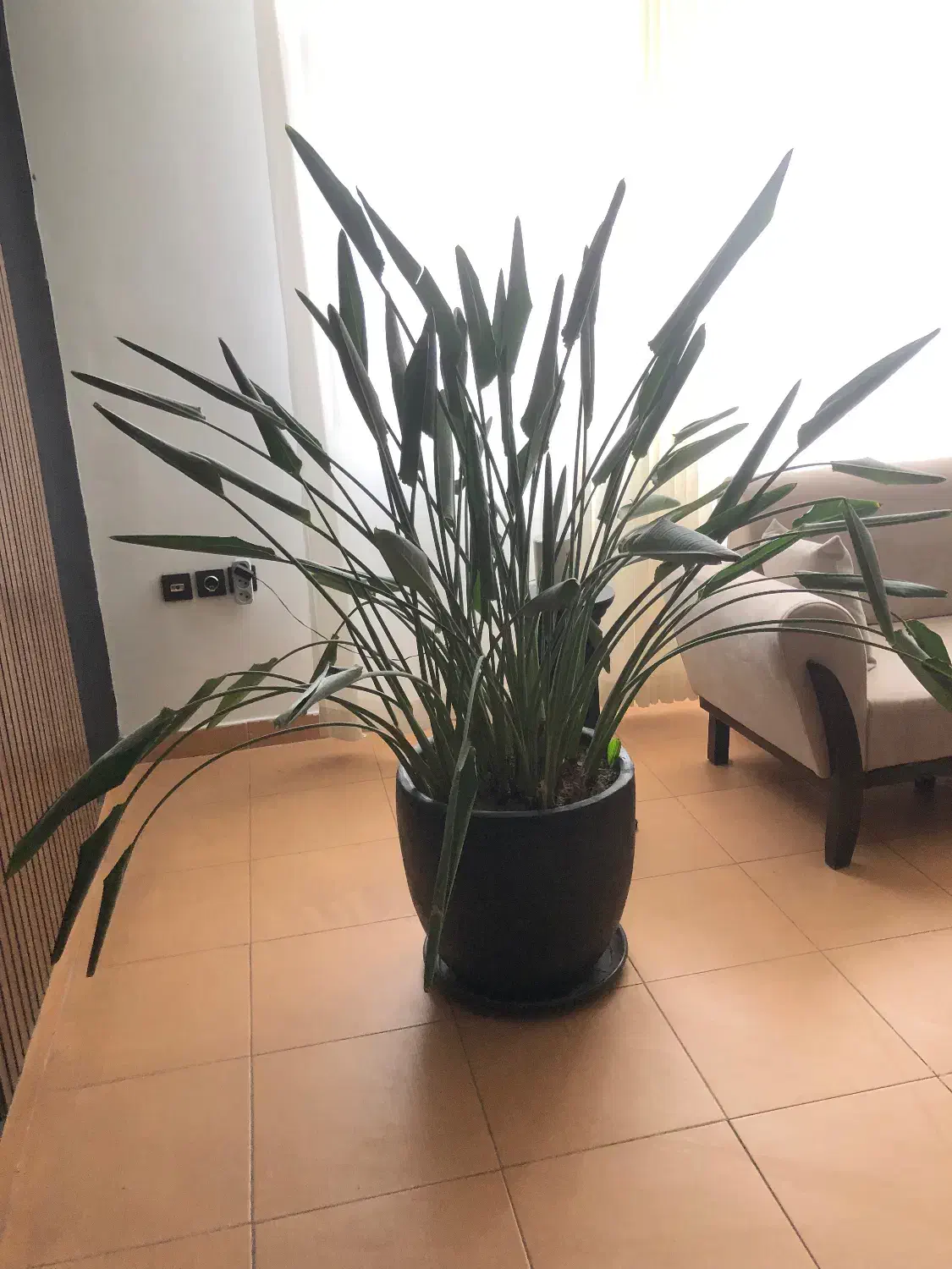 گیاه پرنده بهشتی|گل و گیاه طبیعی|رشت, دیلمان|دیوار