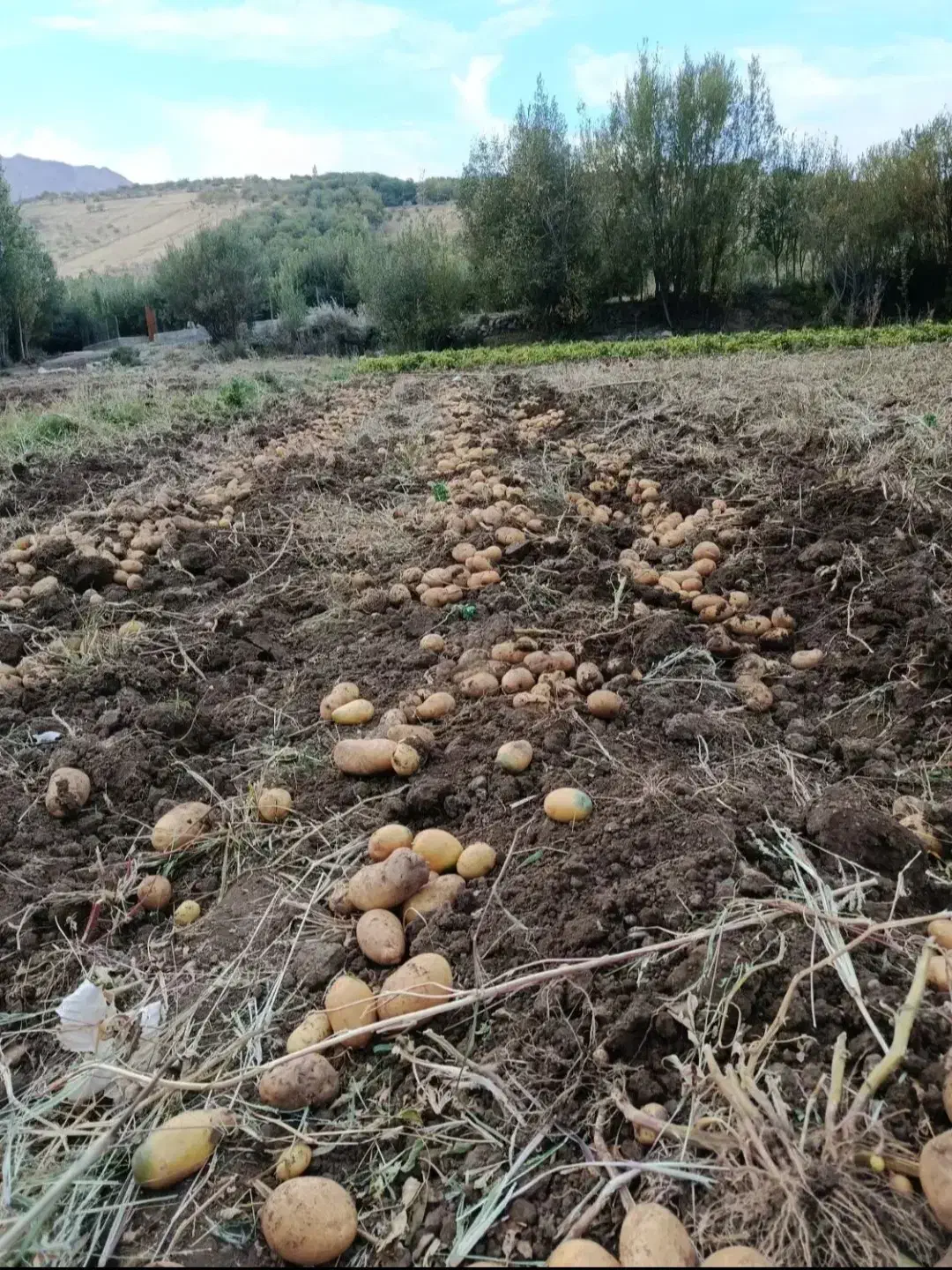 فروش سیب زمینی|حراج|تهران, شهرک کوهسار|دیوار