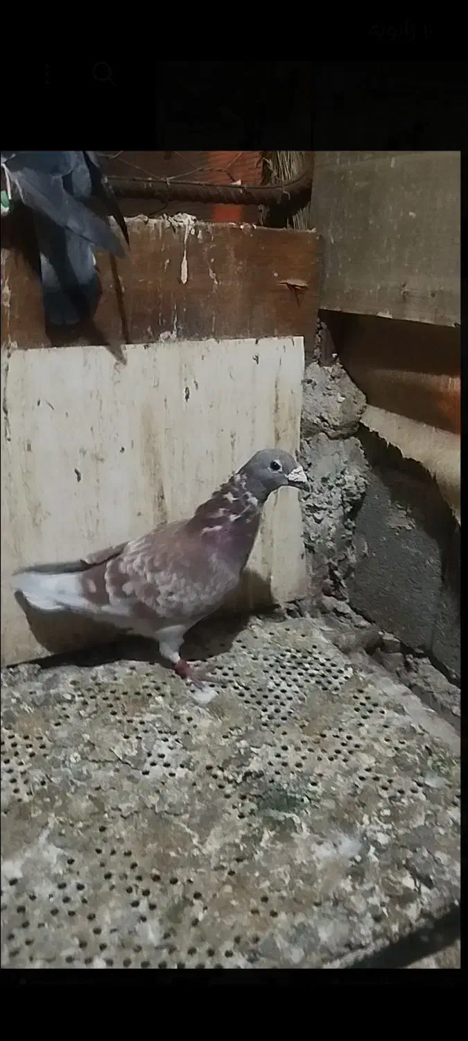 گمشده کبوتر|حیوانات|پاکدشت, پاکدشت (مامازند)|دیوار