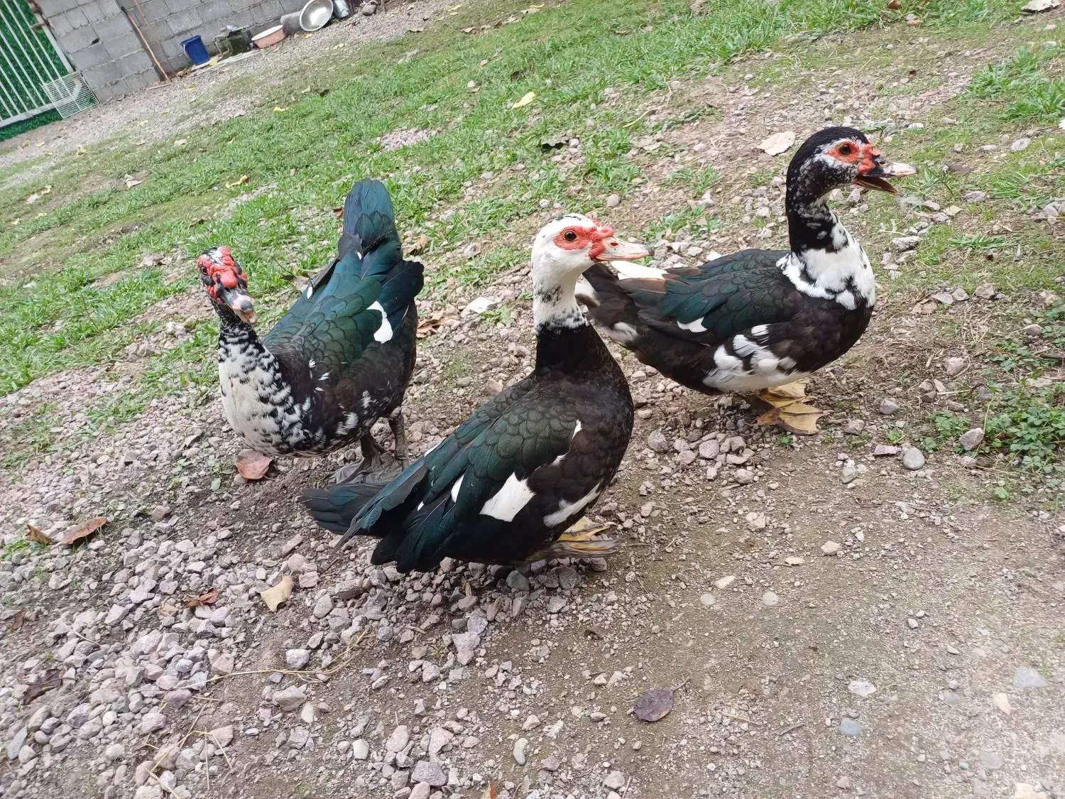 اردک روسی|پرنده|ماسال, |دیوار