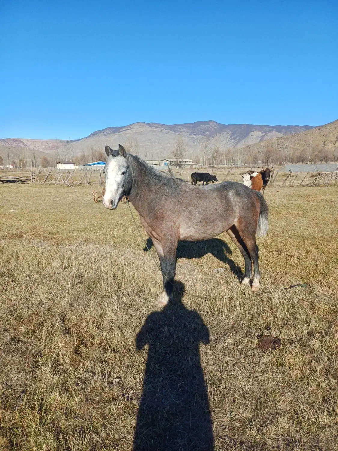 اسب|اسب و تجهیزات اسب‌سواری|کجور, |دیوار