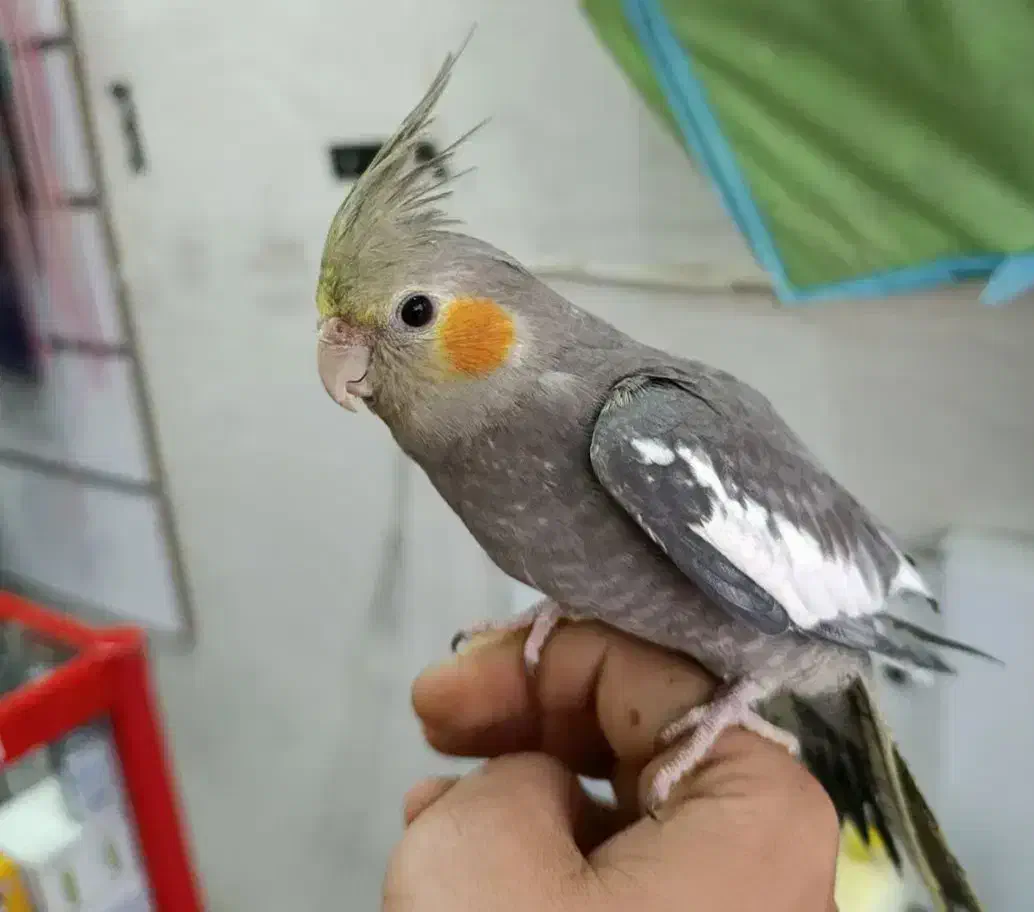 عروس هلندی ۳ ماهه|پرنده|ساری, |دیوار