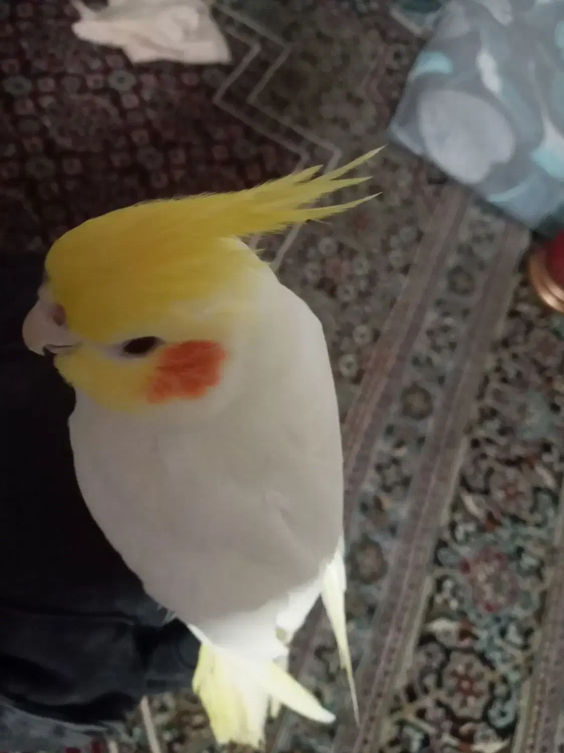 عروس هلندی فول دستی|پرنده|تربت جام, معدآباد|دیوار