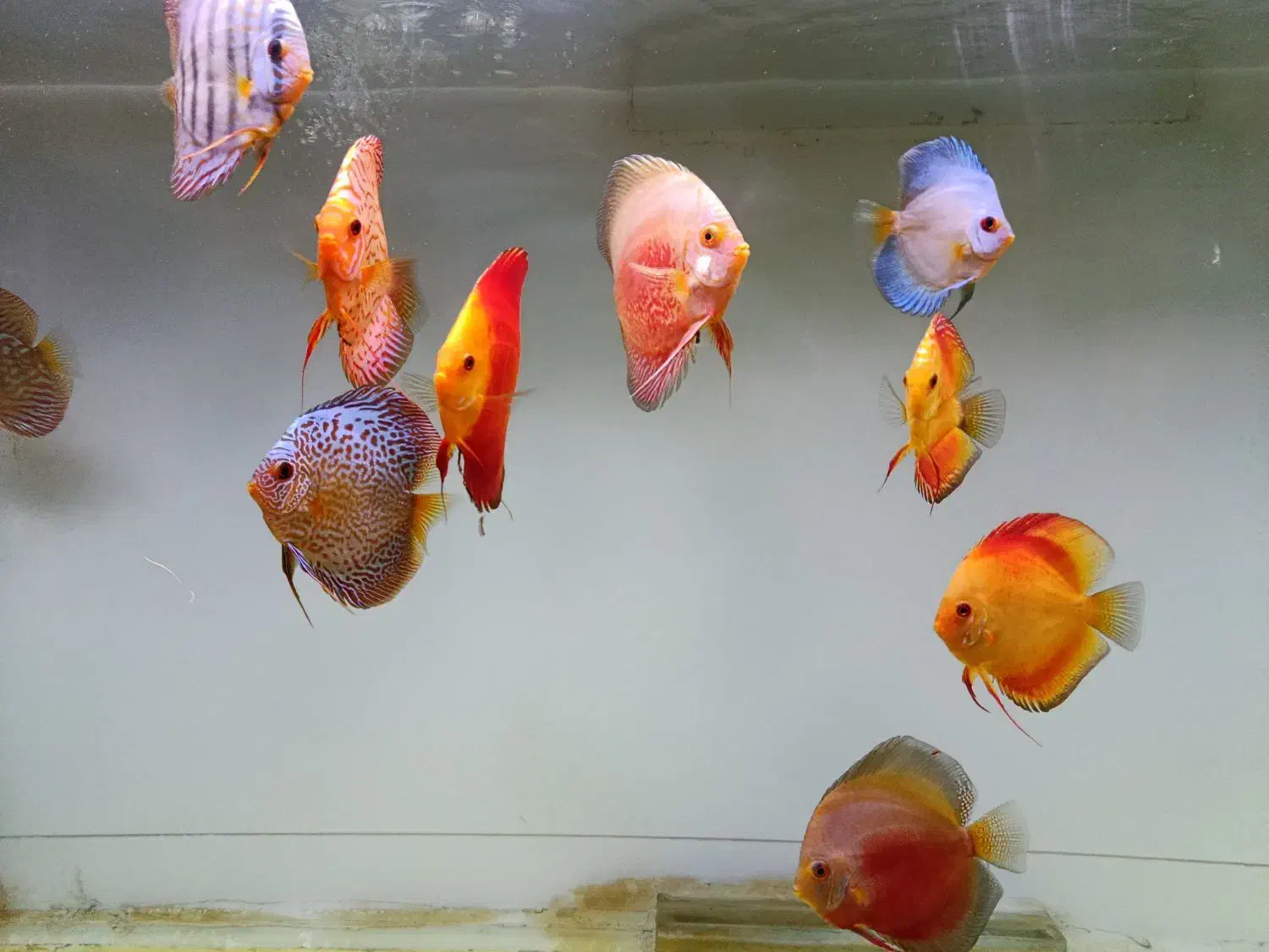 ماهی دیسکس با اکواریوم بزرگ همراه وسایل|ماهی|کرمان, |دیوار