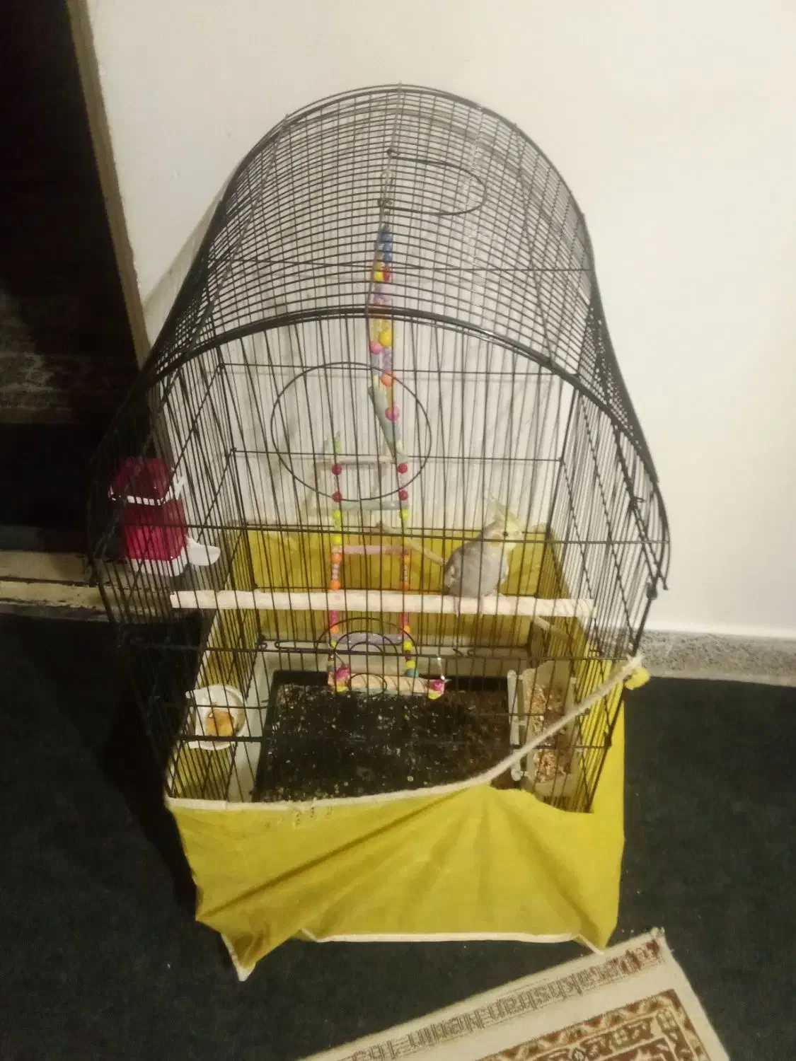 عروس هلندی نر|پرنده|همدان, |دیوار