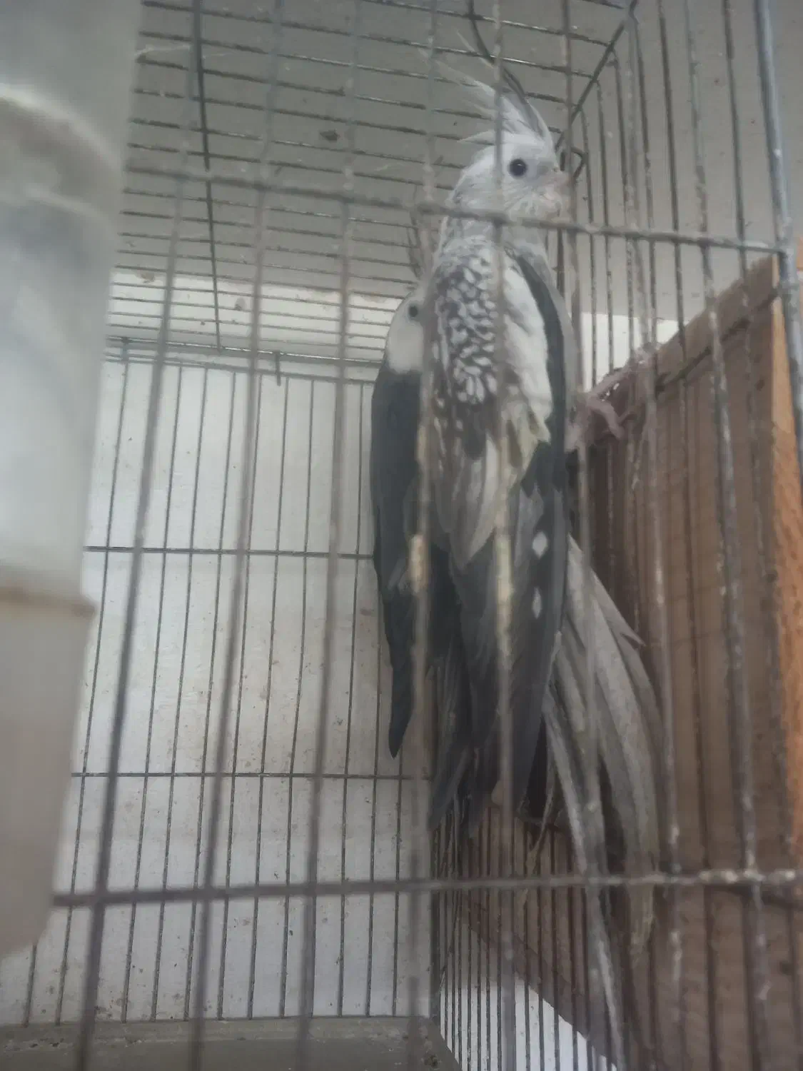 فروش عروس هلندی رنگ ها ی مختلف|پرنده|شلمان, |دیوار