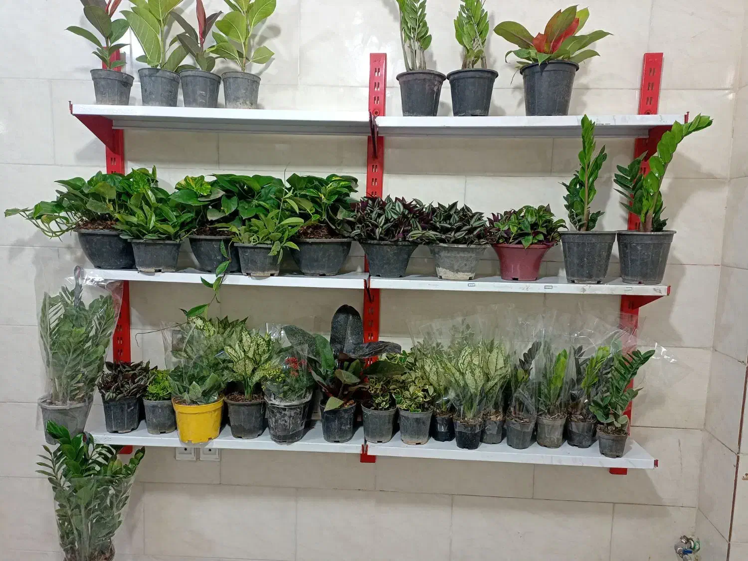 گل و گیاه آپارتمانی|گل و گیاه طبیعی|شاهین‌شهر, خانه کارگر|دیوار