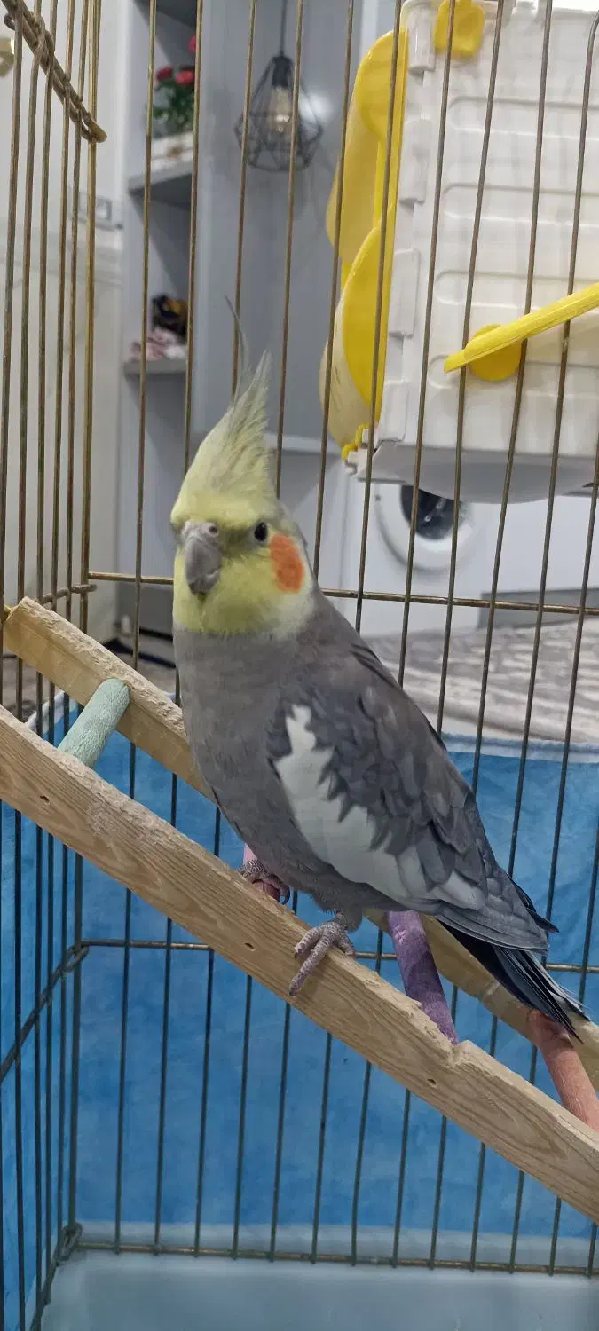 عروس هلندی|پرنده|مریوان, |دیوار