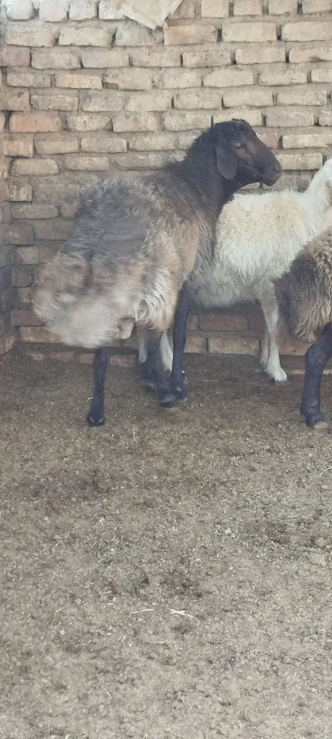 قوچ بره|حیوانات مزرعه|کویرات, |دیوار