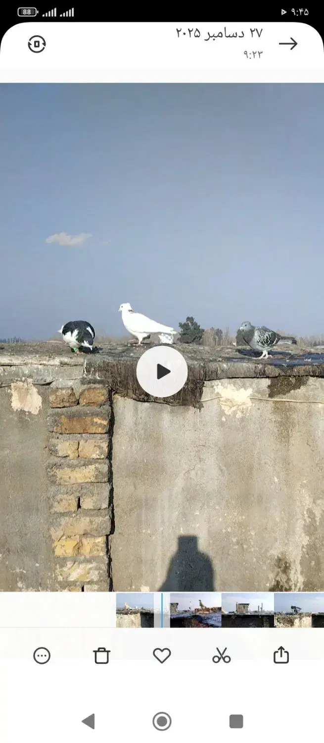 کفتر|پرنده|مشهد, چهاربرج|دیوار