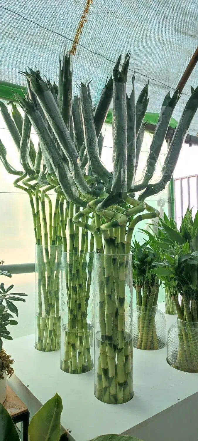 بامبو|گل و گیاه طبیعی|جیرفت, |دیوار