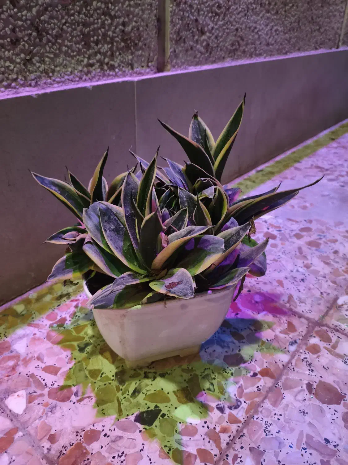 سانسوریاپاکوتاه|گل و گیاه طبیعی|قشم, |دیوار