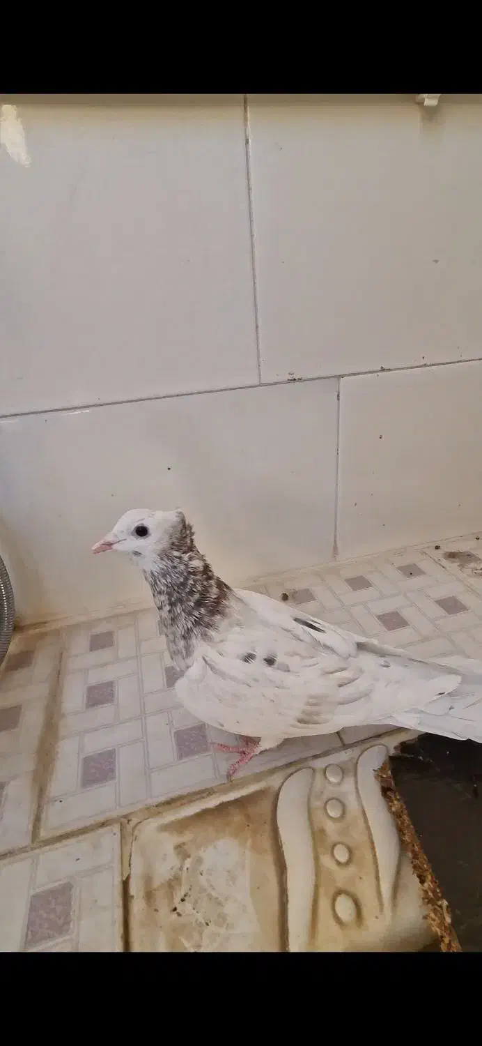 کله هما کاکلی کرمانی ماده جوانه|پرنده|مه ولات, |دیوار