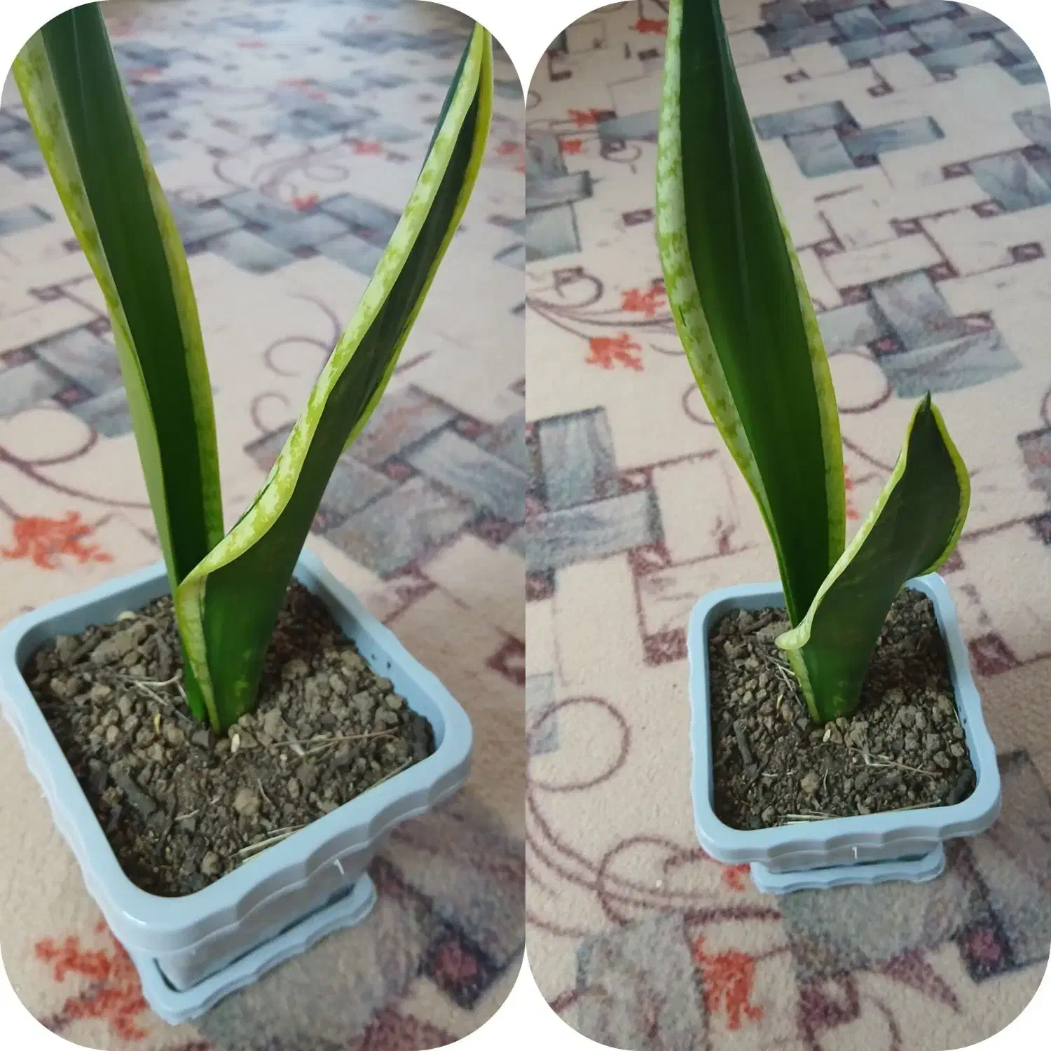 گل سانسوریا|گل و گیاه طبیعی|یاسوج, |دیوار