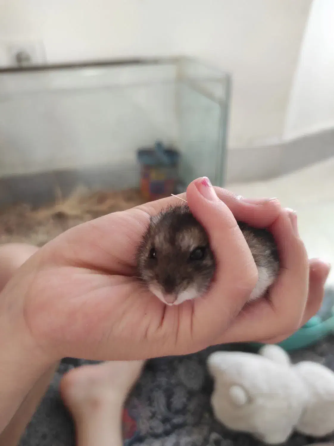 همستر مینیاتوری|موش و خرگوش|سنندج, |دیوار