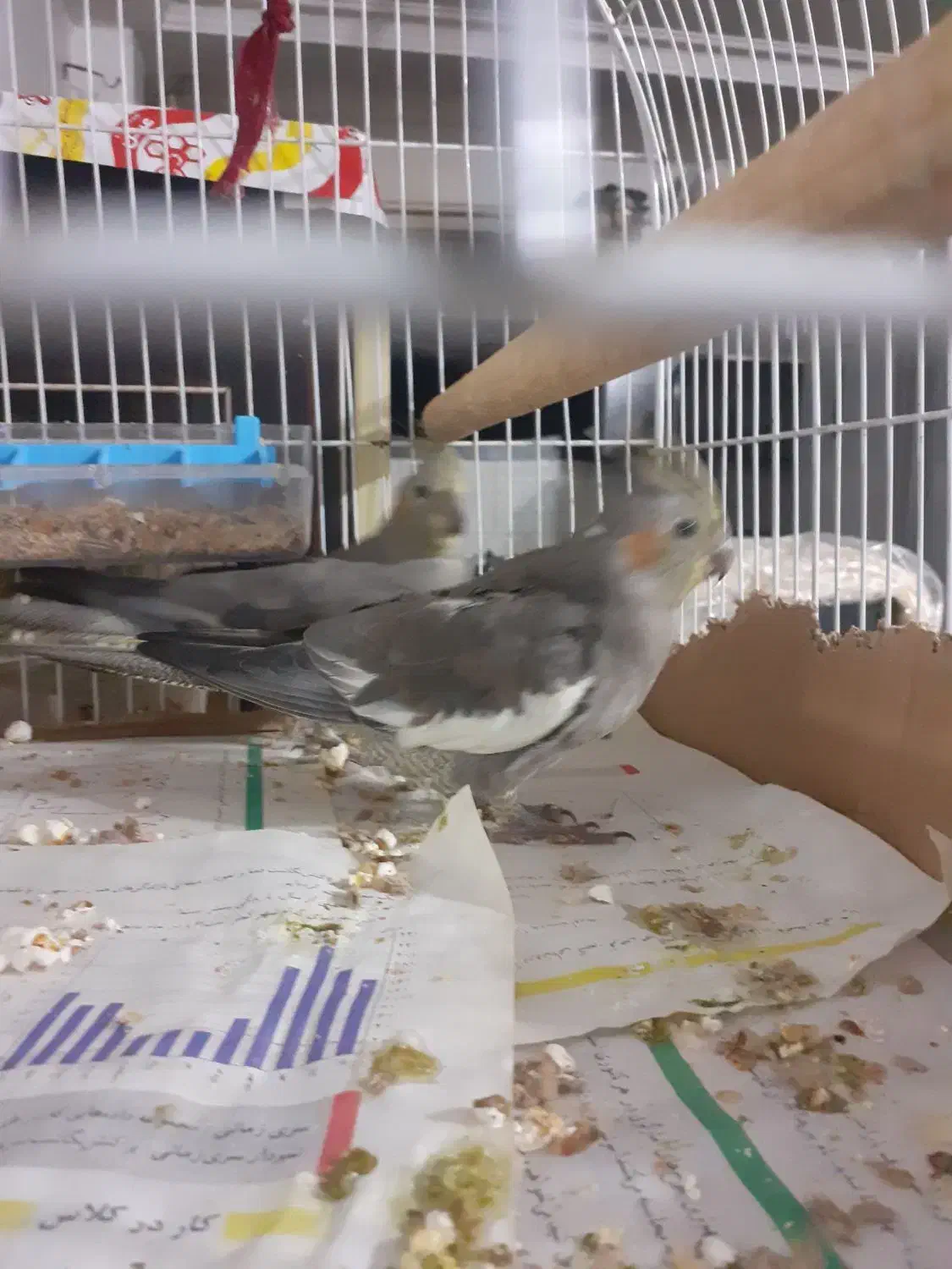 پرنده عروس|پرنده|سنگر, |دیوار