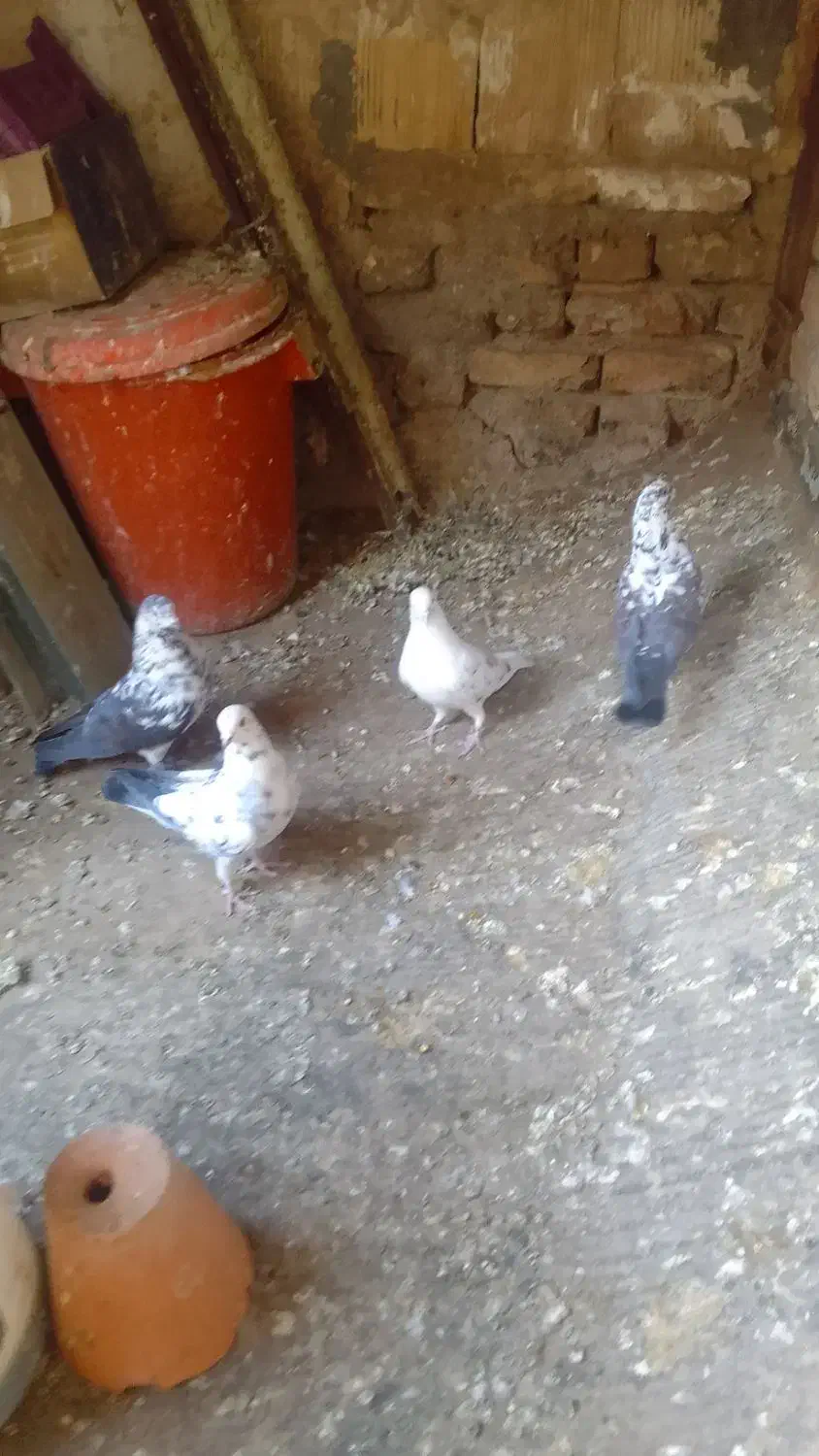 کبوتر تهرانی|پرنده|کرج, حصار|دیوار