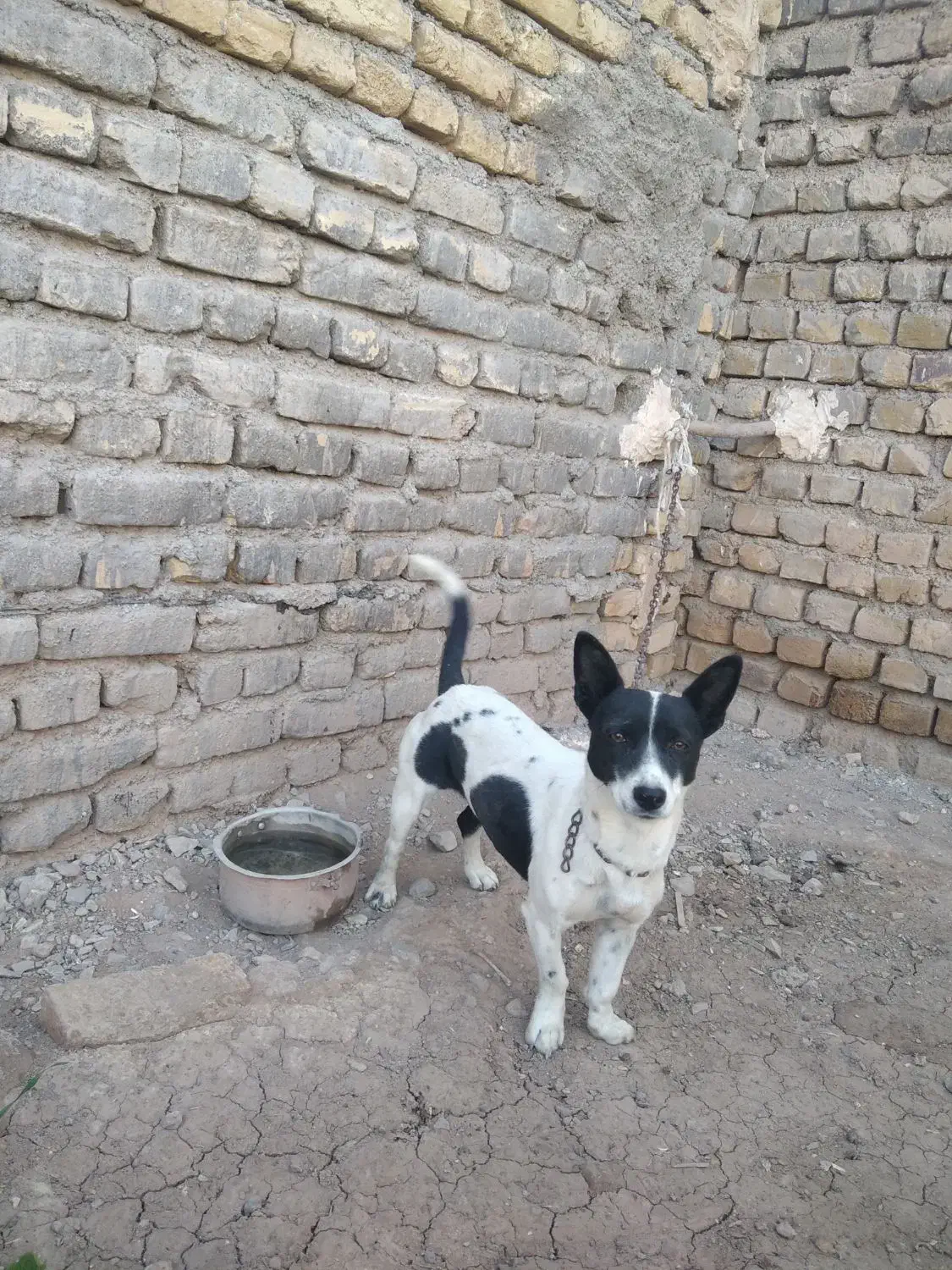 سگ پاپی ماده لیسگ|سگ|تربتحیدریه, ترمینال|دیوار