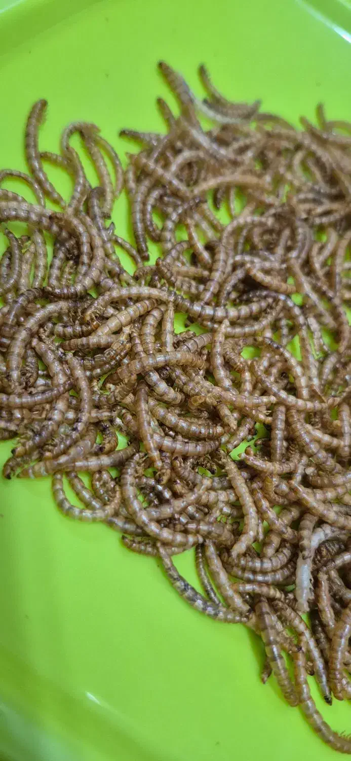 میلورم و سوپر ورم زنده و خشک|حیوانات مزرعه|خمینی‌شهر, |دیوار