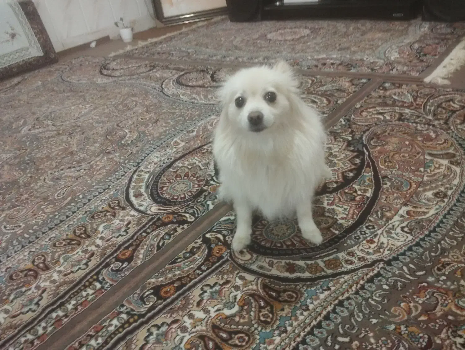 سگ خونگی|سگ|قم, علی آباد|دیوار