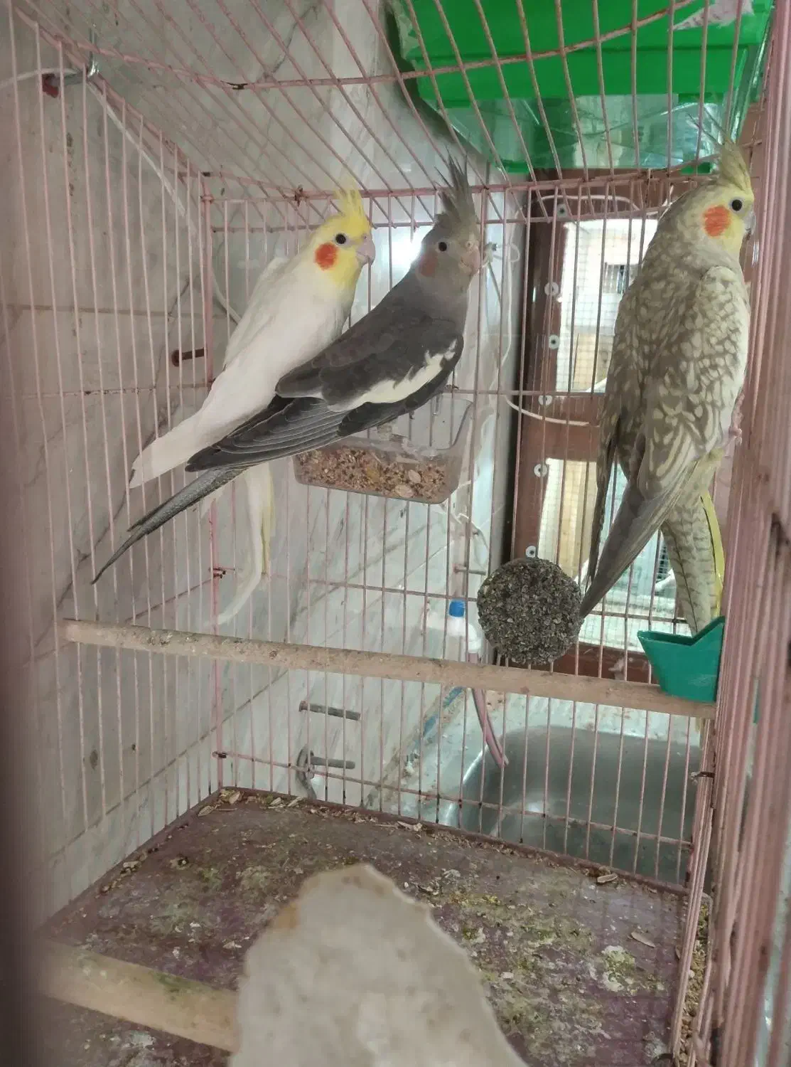 ۴ جفت عروس هلندی مولد|پرنده|سلماس, |دیوار