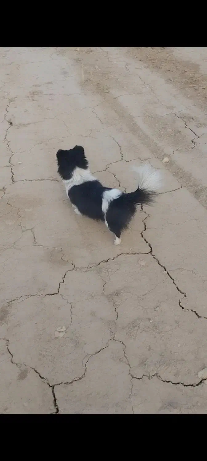 حیوانات|سگ|اراک, |دیوار