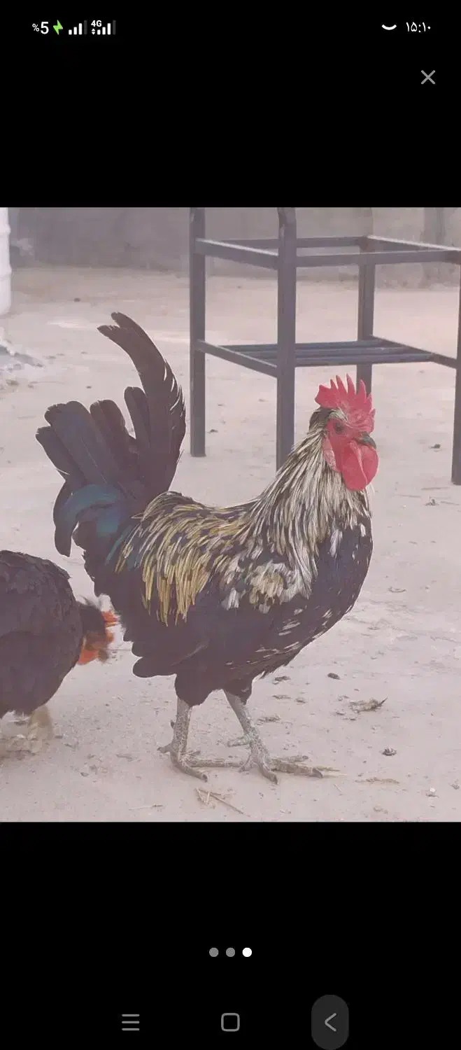 دو خروس|رایانه همراه|شادگان, |دیوار