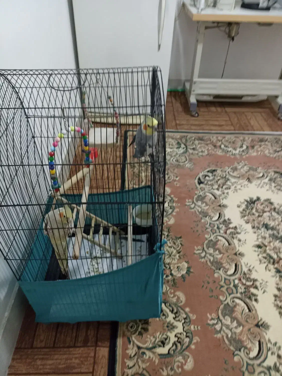 عروس هلندی|پرنده|محمدشهر, محمدشهر|دیوار