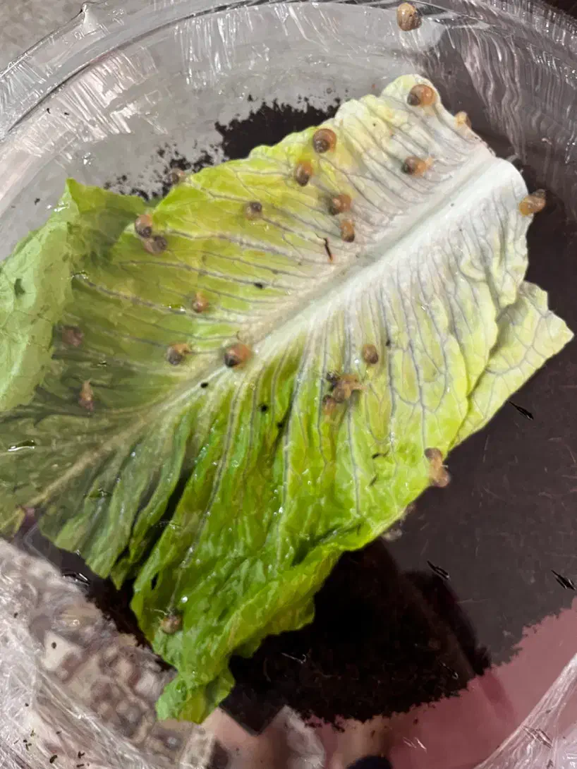 حلزون آچاتینا|خزنده|یزد, |دیوار