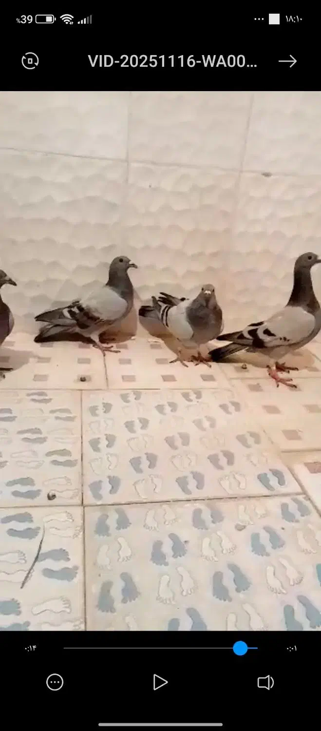 پلاکی|پرنده|بهبهان, |دیوار