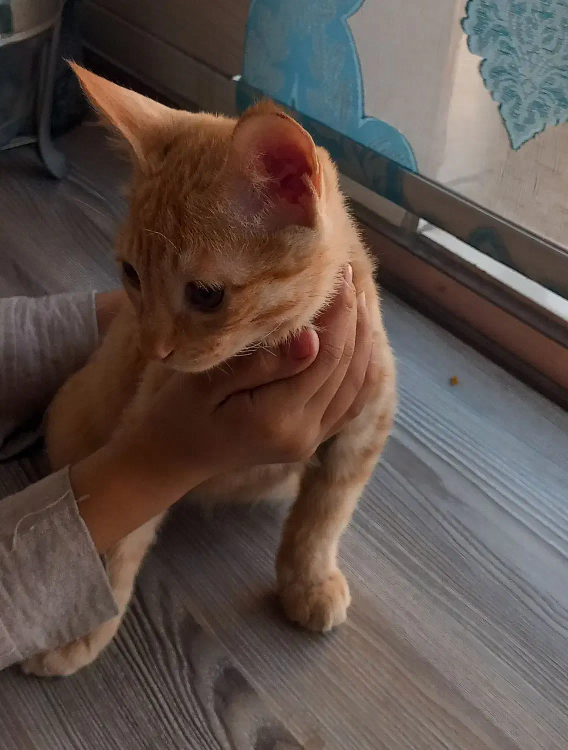 گربه ی رایگان|گربه|مشهد, انقلاب|دیوار