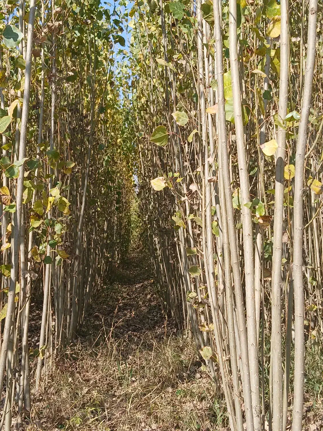 فروش نهالستان صنوبر درجه یک.|عمدهفروشی|میاندوآب, |دیوار