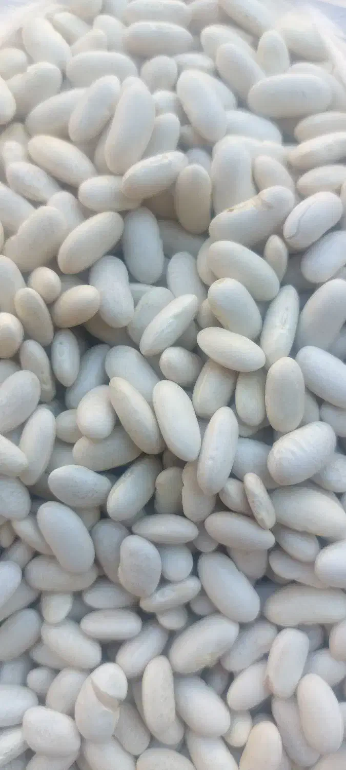 لوبیا سفید درجه یک بذر اصلاحی|خوردنی و آشامیدنی|اصفهان, جلفا|دیوار