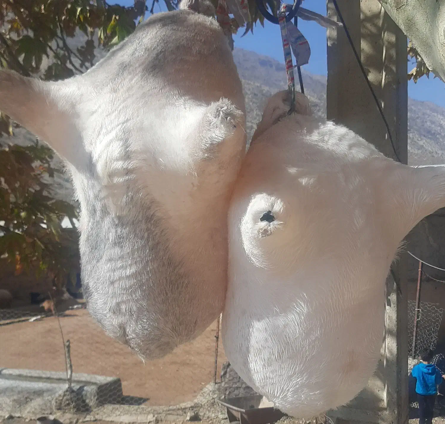 هیزه محلی نونو|ظروف نگهدارنده، پلاستیکی، یک‌بارمصرف|خرم‌آباد, |دیوار