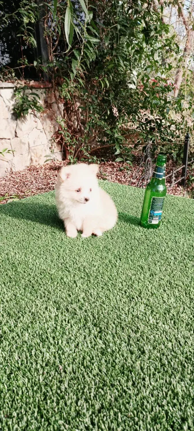 سگ پامر خرسی سایز ریز توله سفید (پامرانین)|سگ|قائمشهر, |دیوار