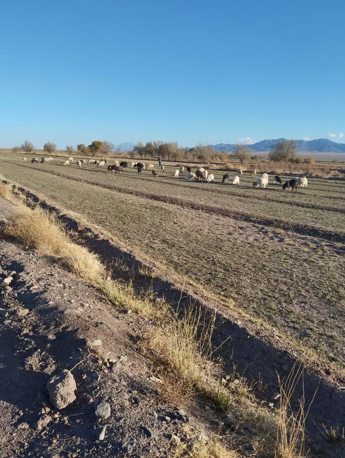 دامداری|حیوانات مزرعه|نگار, |دیوار