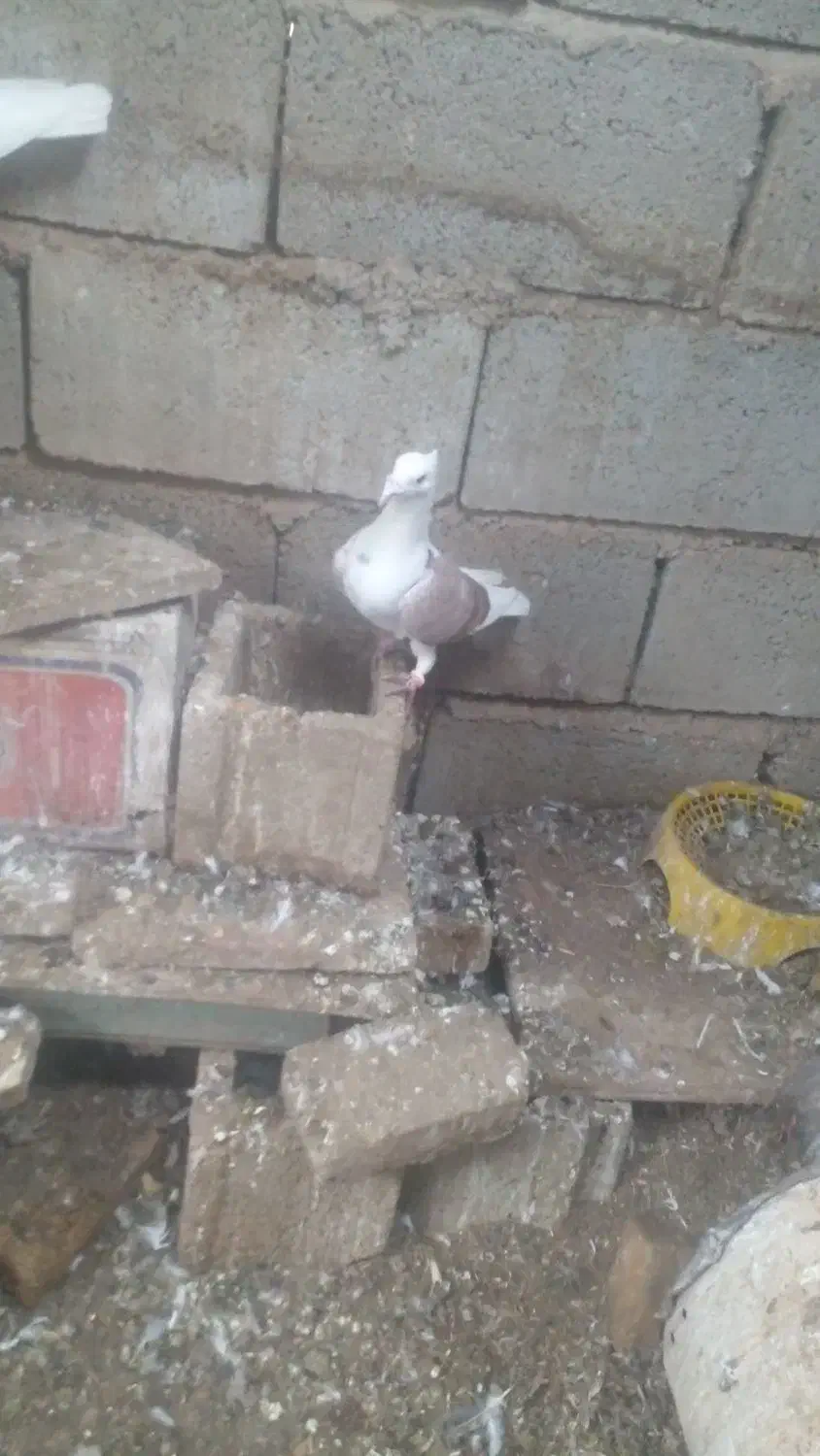 فروش کبوتر|پرنده|نی‌ریز, |دیوار