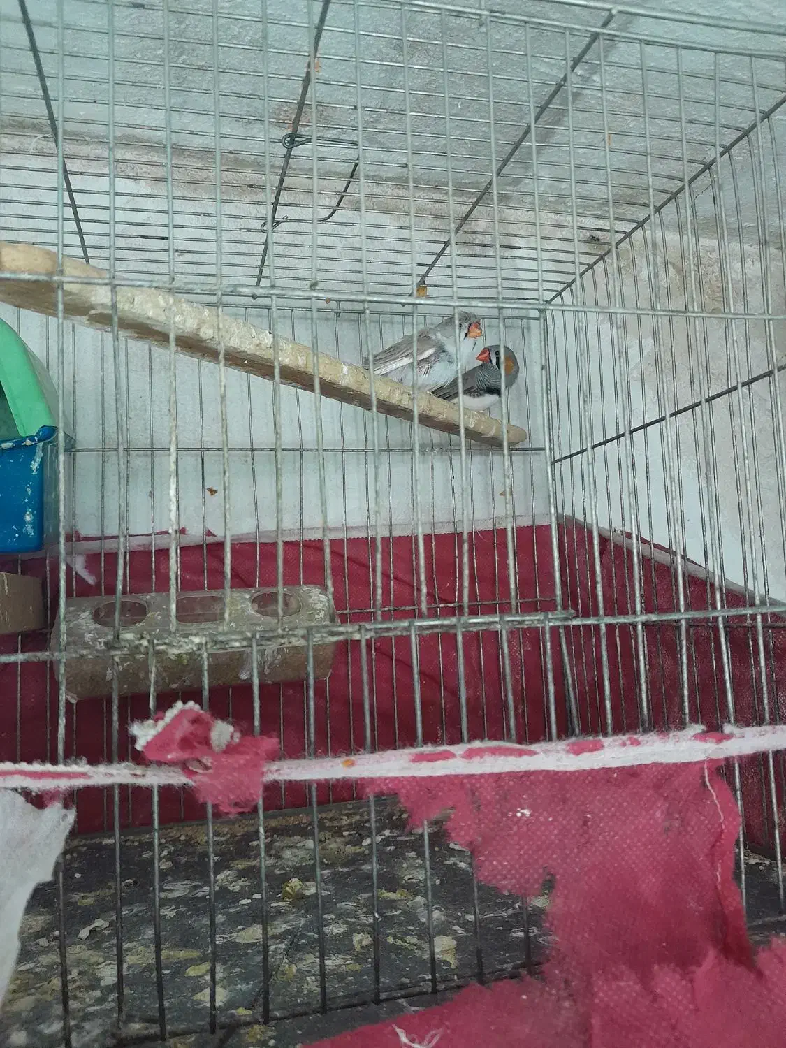 فنچ مولد|پرنده|رباط‌کریم, رباط‌کریم|دیوار