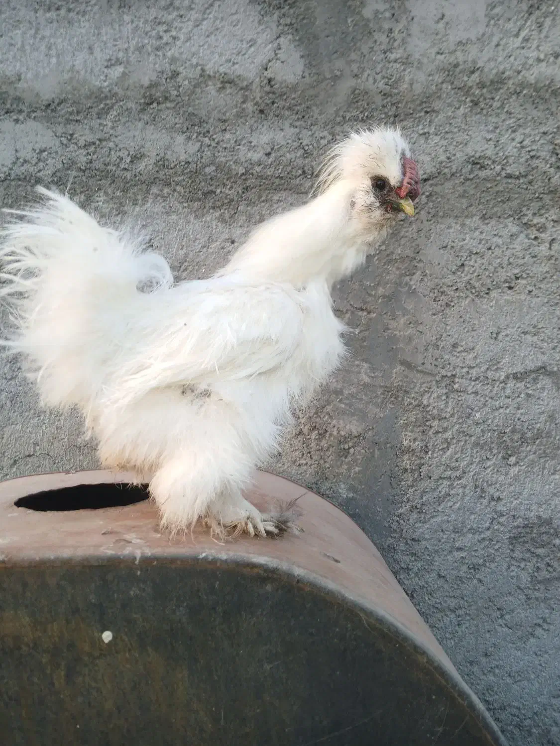 مرغ خروس لاری ابریشمی|حیوانات مزرعه|قم, نخودی|دیوار