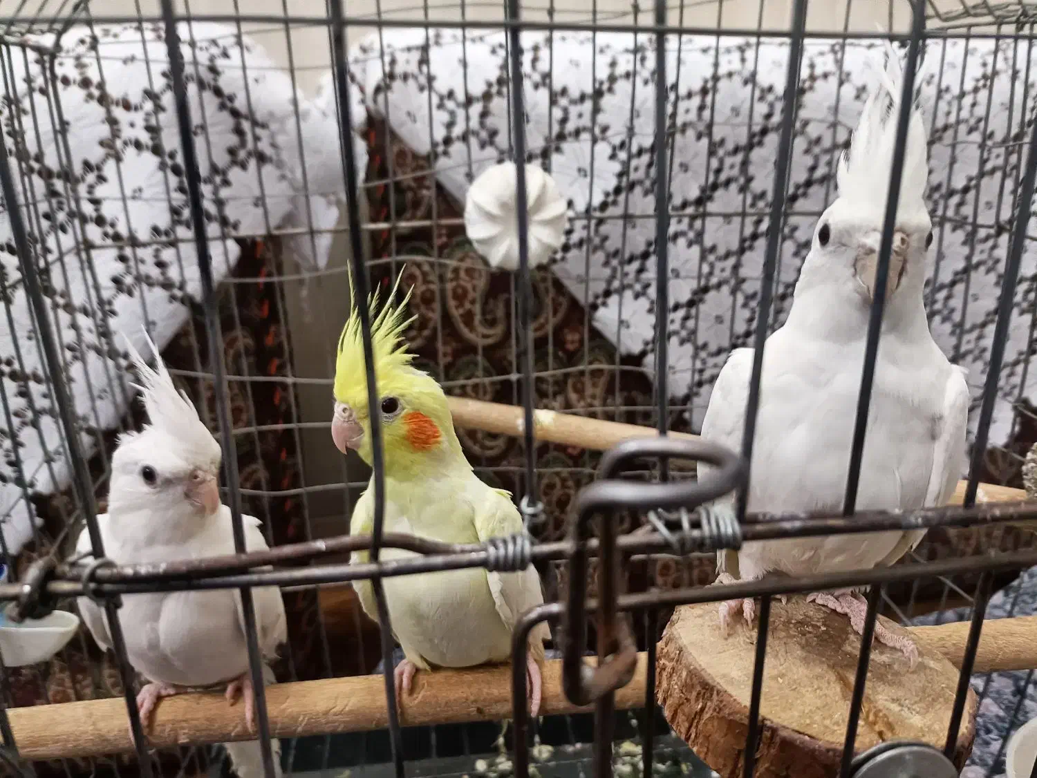 عروس هلندی|پرنده|یزد, |دیوار