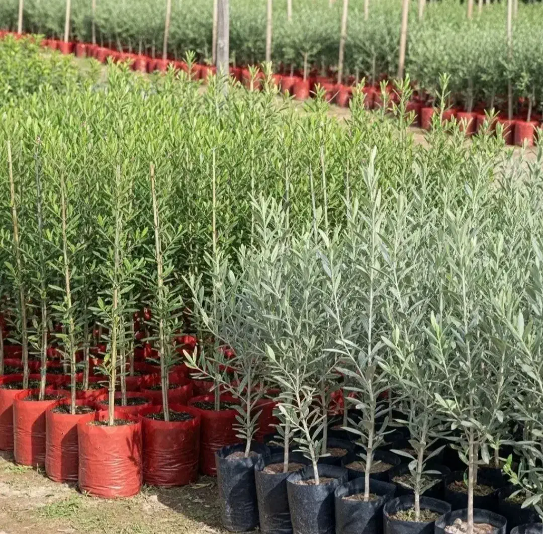 زیتون اصلاح شده و با کیفیت عالی|خدمات باغبانی و درختکاری|هلیلان, |دیوار