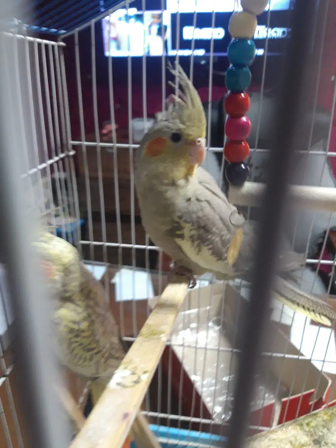 عروس هلندی|پرنده|بجنورد, |دیوار