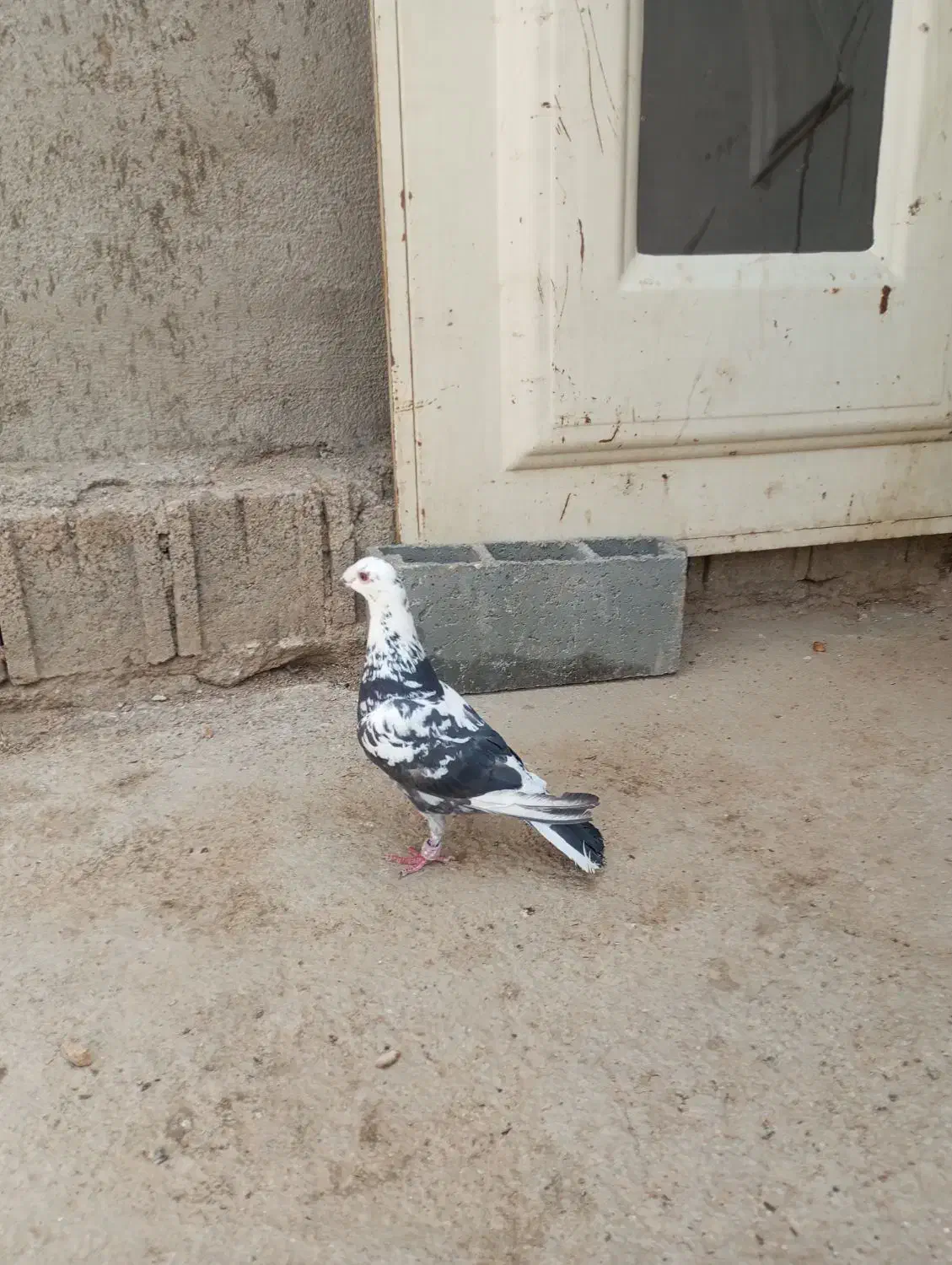 رسیدگی|پرنده|شیراز, تاچارا|دیوار